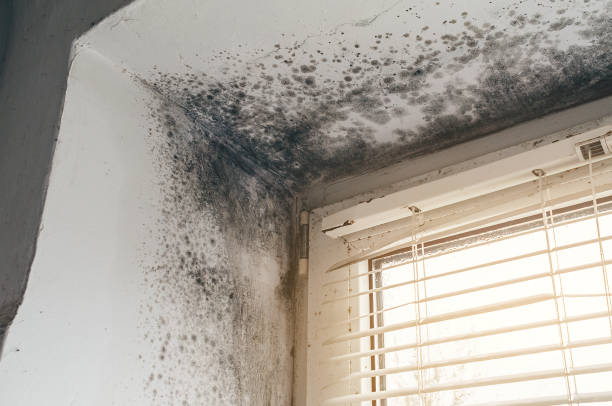 Affordable Mold Cleanup solutions in Drake, CO